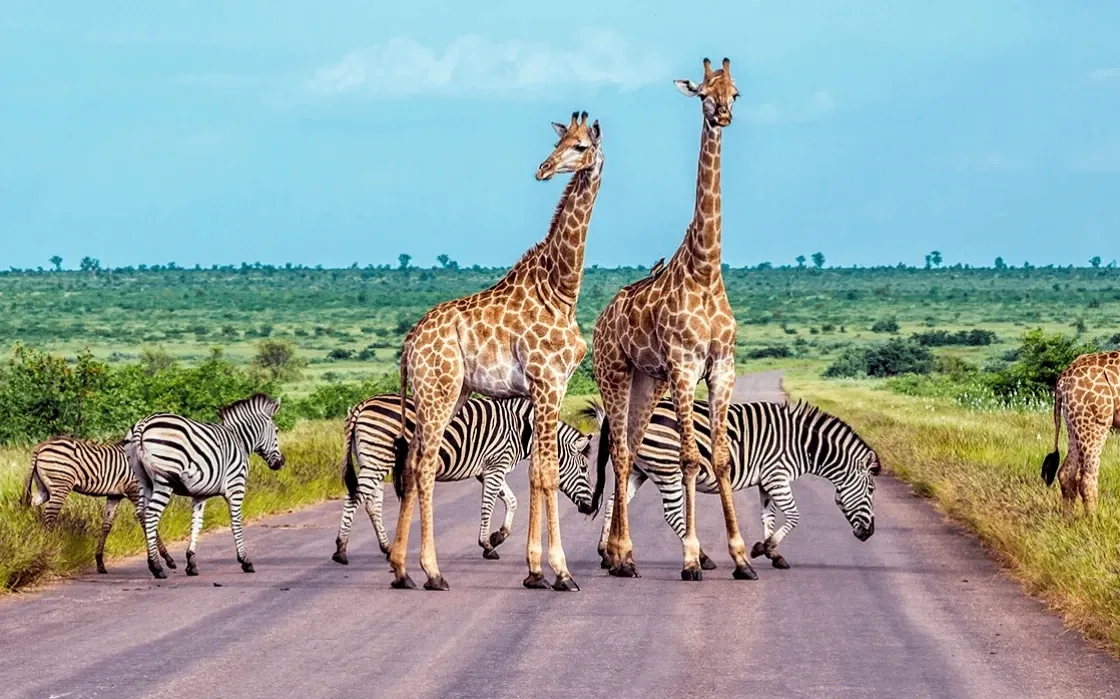 SA Takes Biodiversity Funding Fight To Global Summit