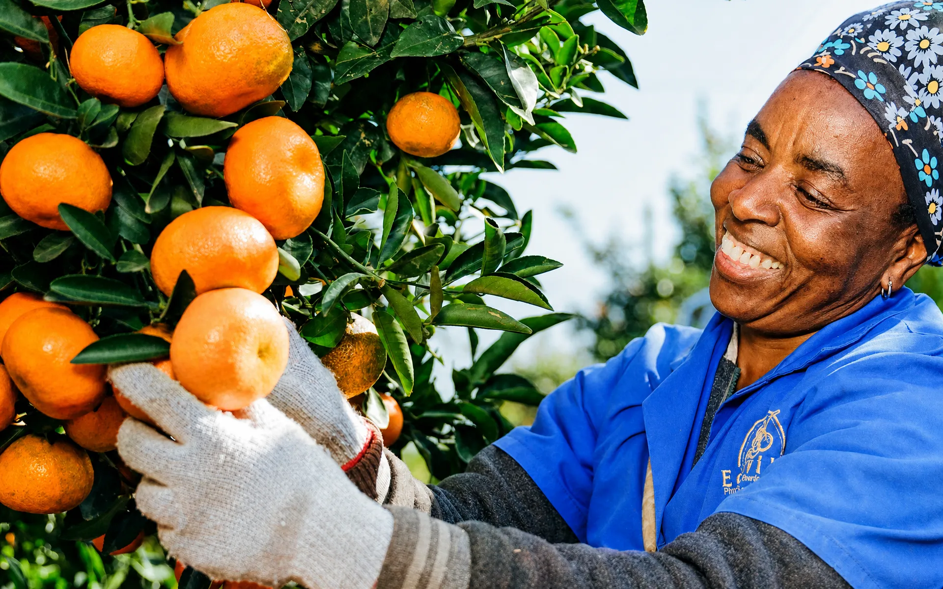 South Africa’s Citrus Industry Is Expanding Production While Opening New Routes Into Global Markets